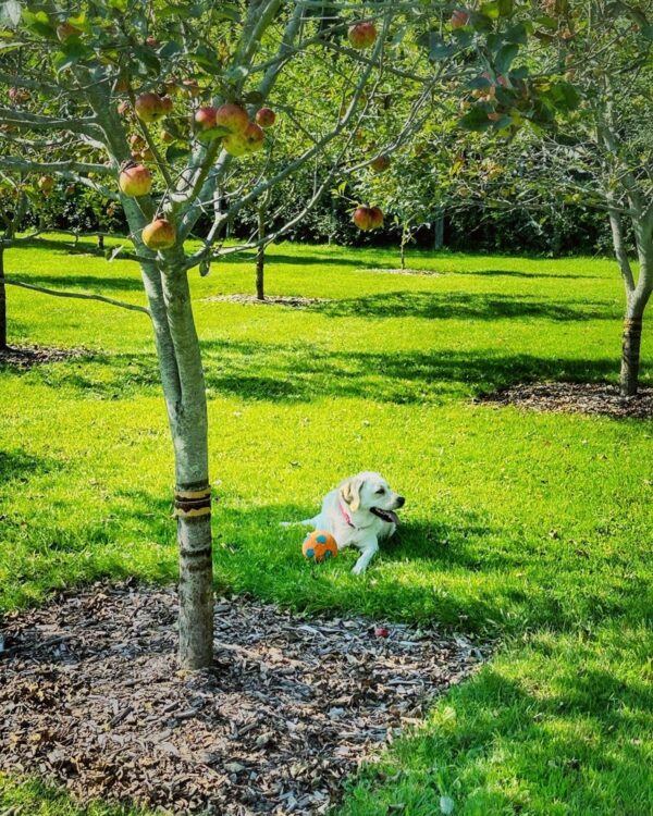 Carley Awaiting Apples (Photo: Susan Bacot-Davis)