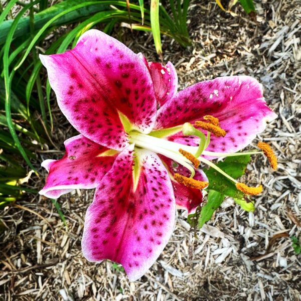 Lilies: Before Time Runs Out (Photo: Geo Davis)