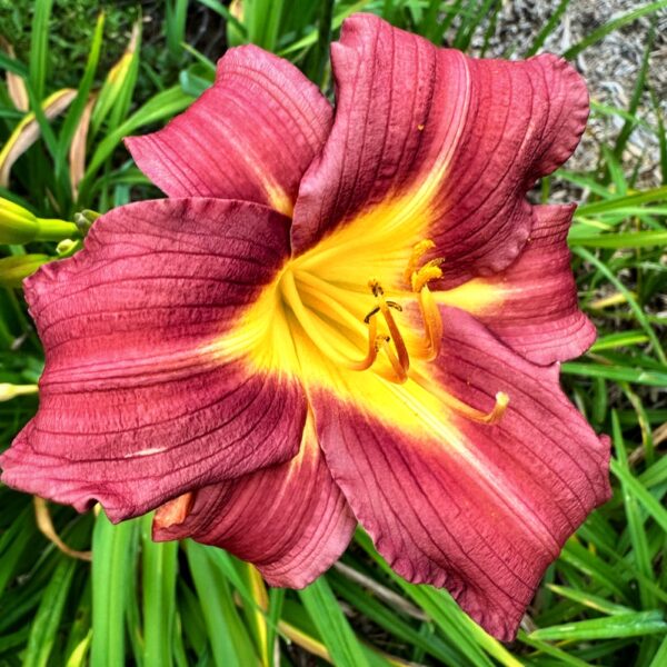 Lilies: Before Time Runs Out (Photo: Geo Davis)