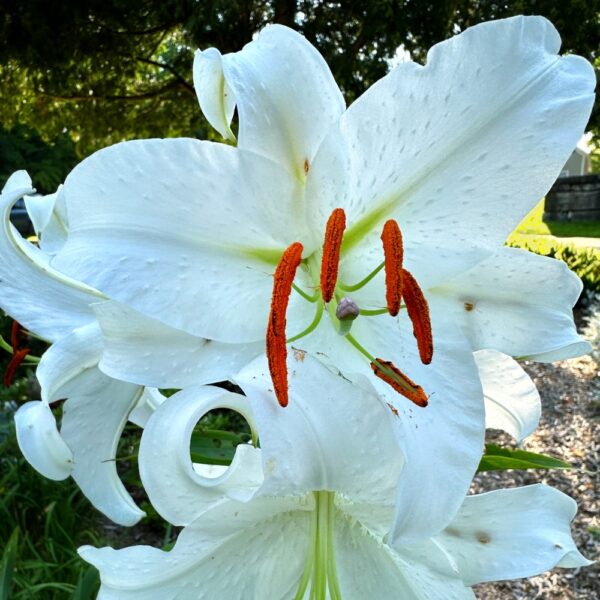 Lilies: Before Time Runs Out (Photo: Geo Davis)