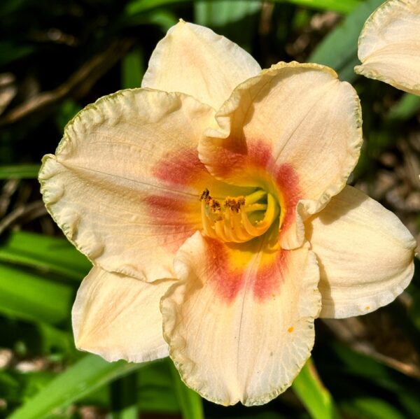 Lilies: Before Time Runs Out (Photo: Geo Davis)