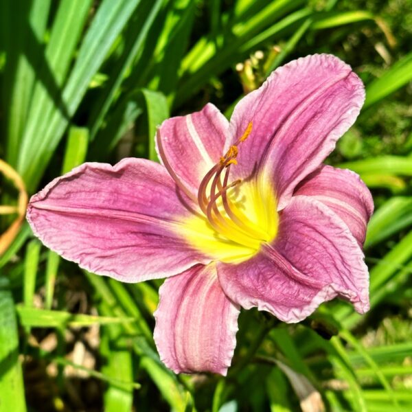 Lilies: Before Time Runs Out (Photo: Geo Davis)