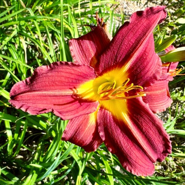 Lilies: Before Time Runs Out (Photo: Geo Davis)