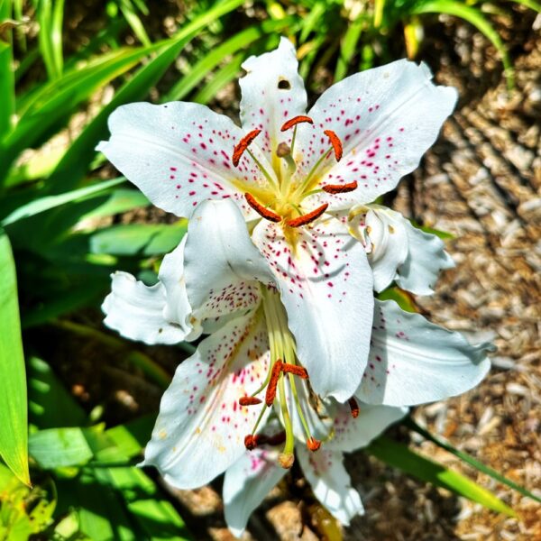 Lilies: Before Time Runs Out (Photo: Geo Davis)