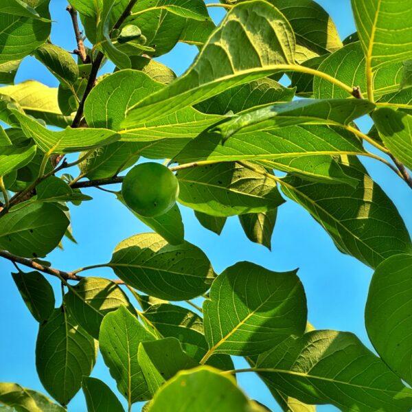 Persimmons Maturing (Photo: Geo Davis)