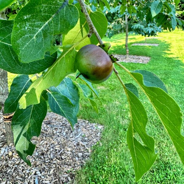 Persimmons Maturing (Photo: Geo Davis)