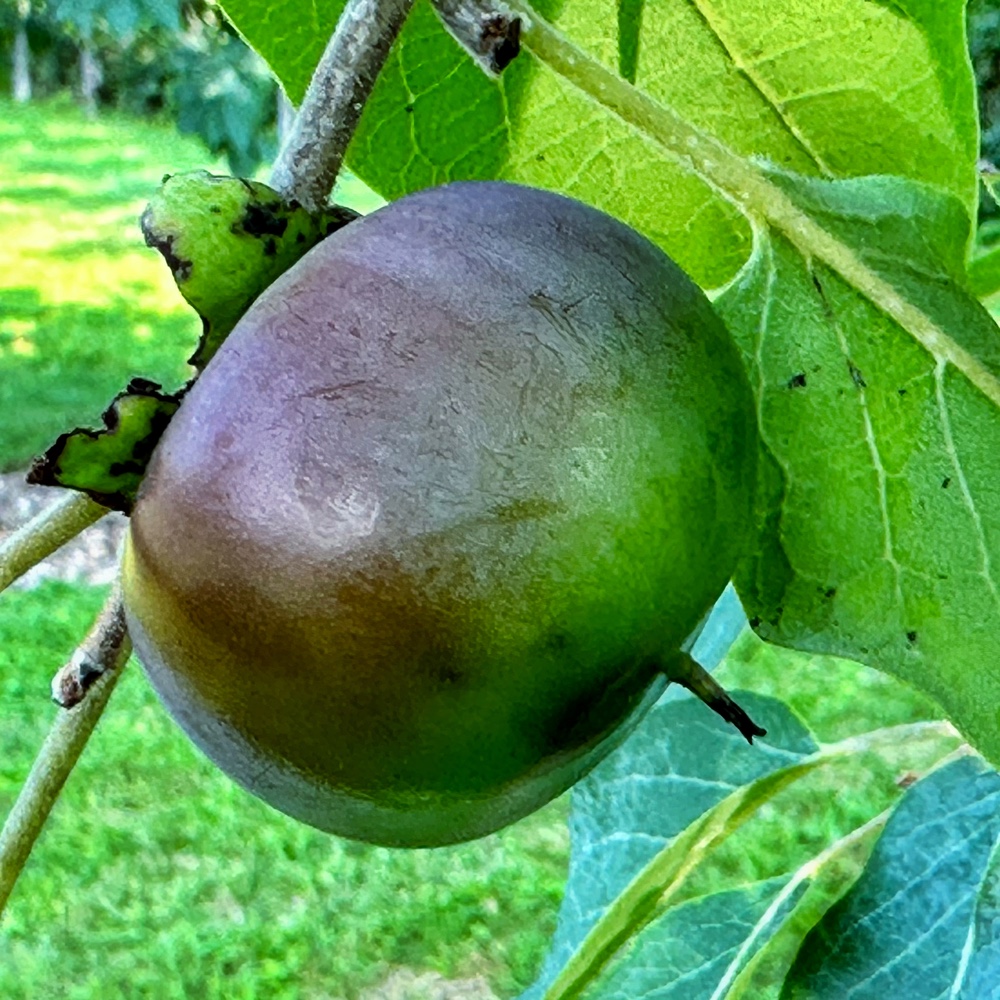 Persimmons Maturing