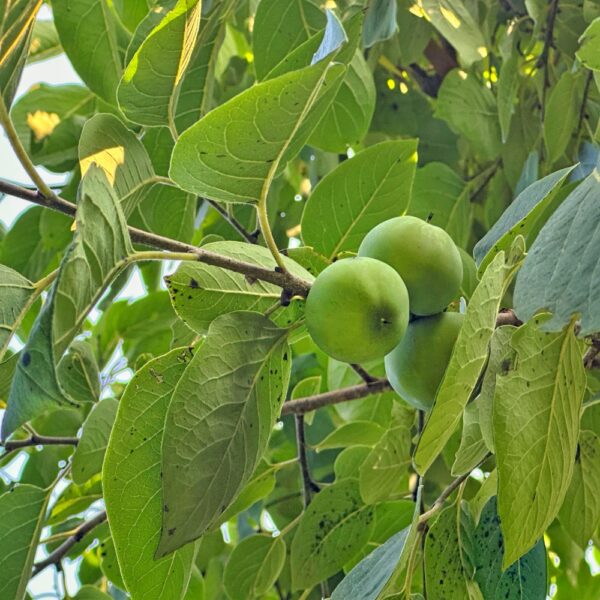 Persimmons Maturing (Photo: Geo Davis)