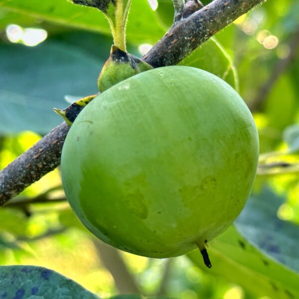 Persimmons Maturing (Photo: Geo Davis)