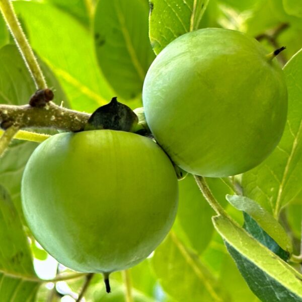 Persimmons Maturing (Photo: Geo Davis)