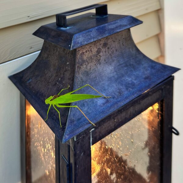 Katydid Caller (Photo: Geo Davis)