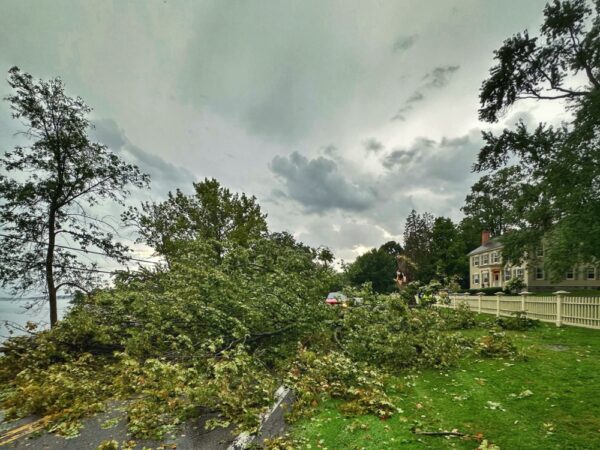 Storm Toppled Ancient Maple (Photo: Geo Davis)