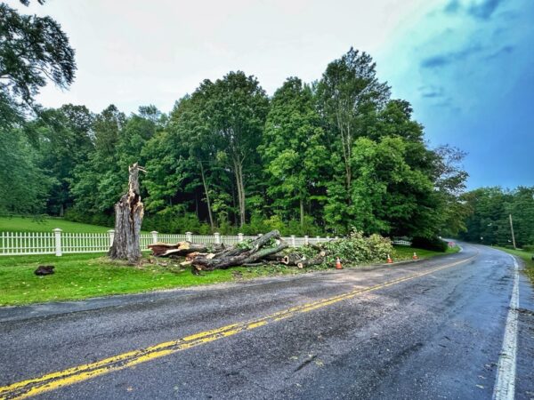 Storm Damaged Maple (Photo: Geo Davis)