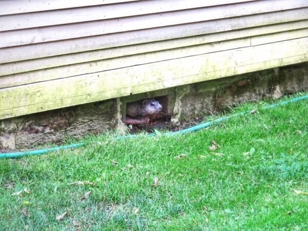 Woodchuck Under Carriage Barn (Photo: Geo Davis)