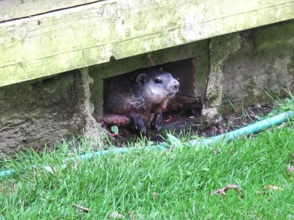 Woodchuck Under Carriage Barn (Photo: Geo Davis)