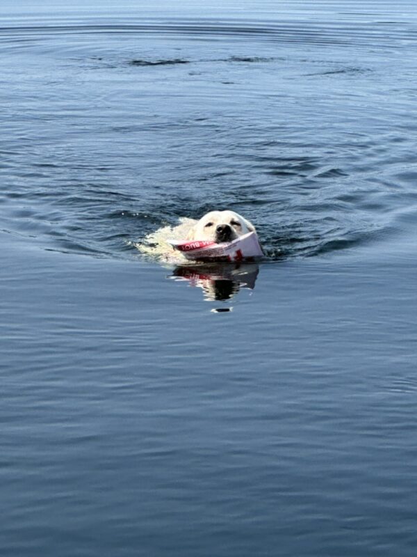 Carley’s Last Boat Swim​ of 2023 (Photo: Susan Bacot-Davis)