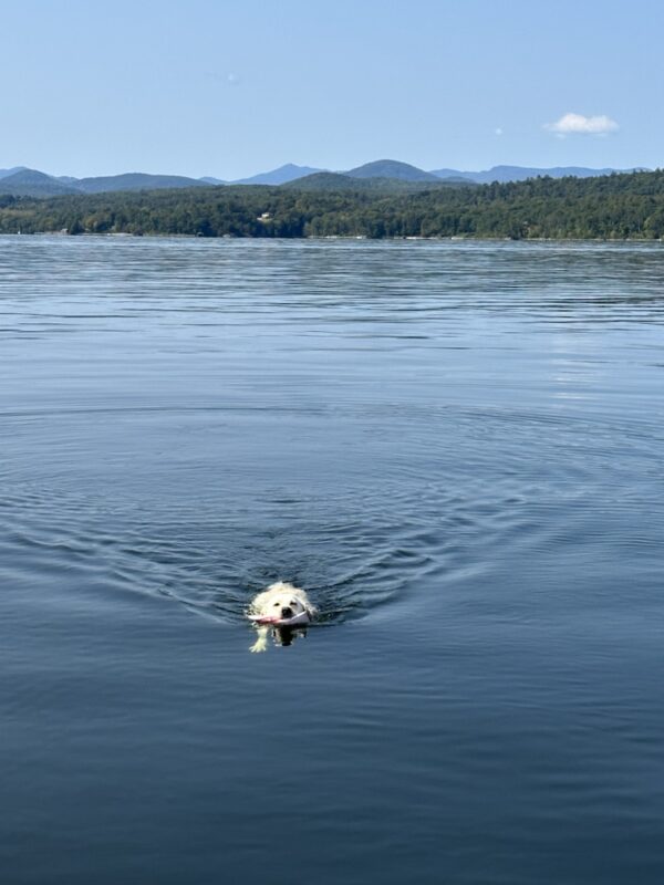 Carley’s Last Boat Swim​ of 2023 (Photo: Susan Bacot-Davis)