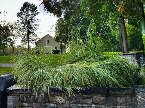 Rain Battered Leaves of Grass (Photo: Geo Davis)