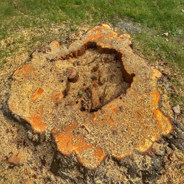 Secret of the Ancient Maple (Photo: Geo Davis)