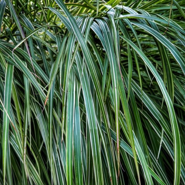 Leaves of Grass, Summer 2023 (Photo: Geo Davis)