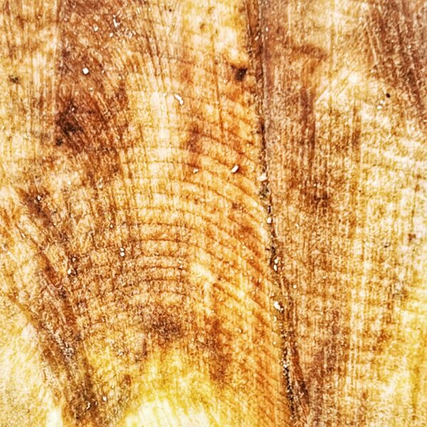 Growth Rings of the Ancient Maple (Photo: R.P. Murphy)