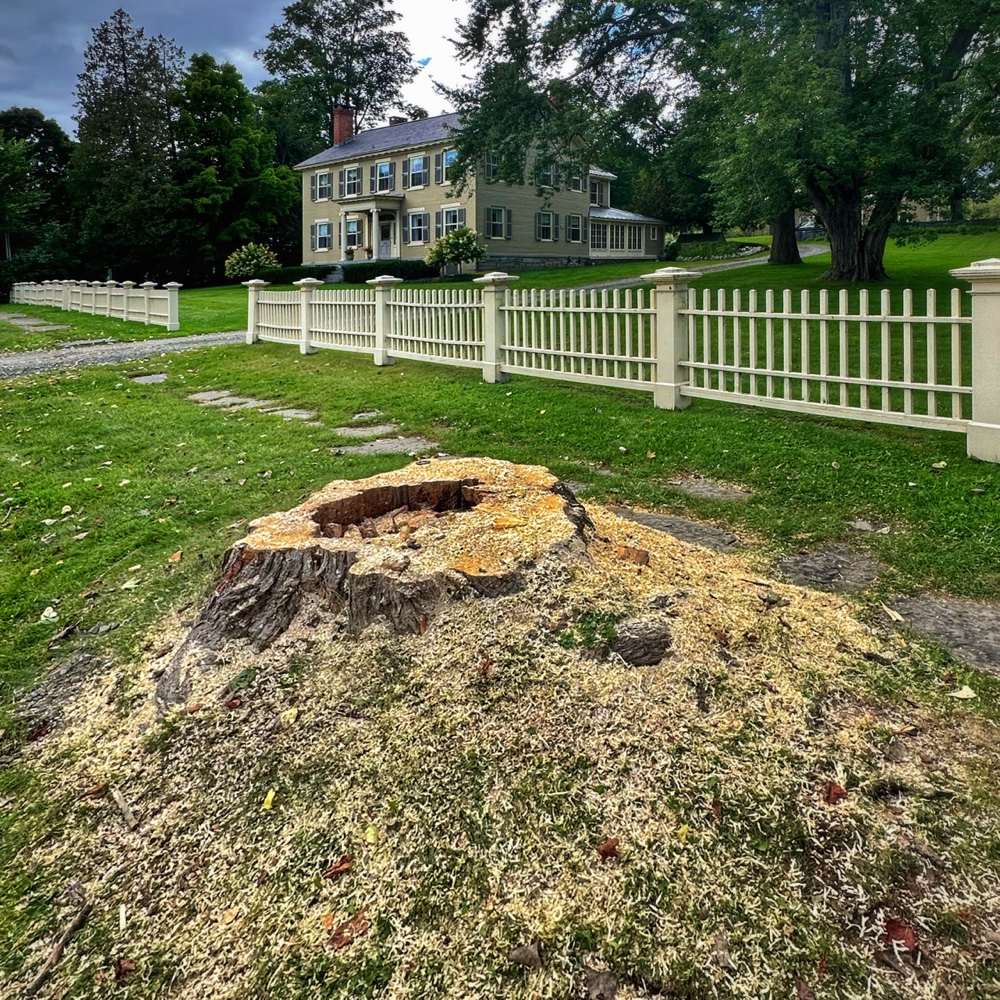 Secret of the Ancient Maple (Photo: Geo Davis)