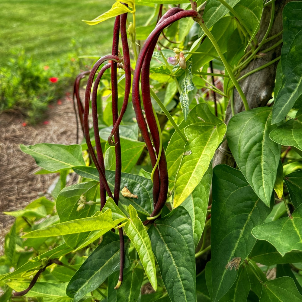 Legume Levity: purple asparagus beans (Photo: Susan Bacot-Davis)