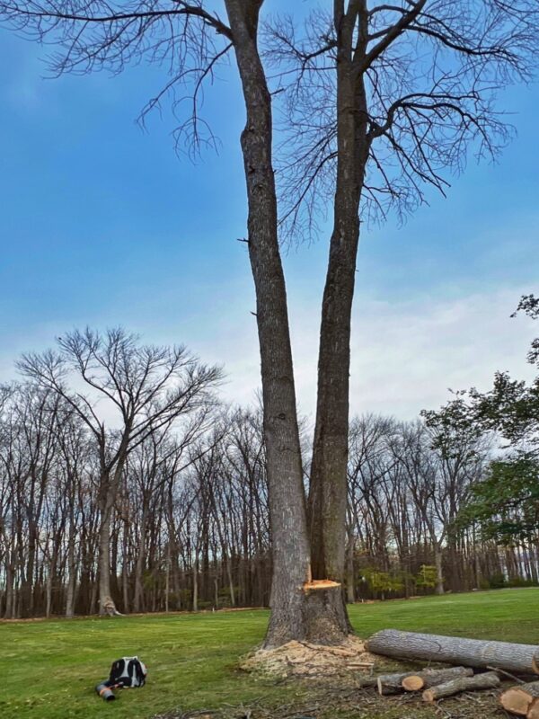 Stump-to-Lumber: ash tree felling (Photo: R.P. Murphy)