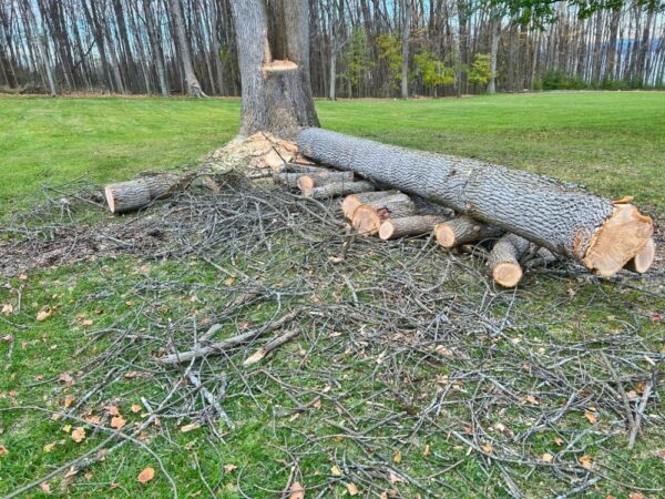 Stump-to-Lumber: ash tree partially felled (Photo: Tony Foster)