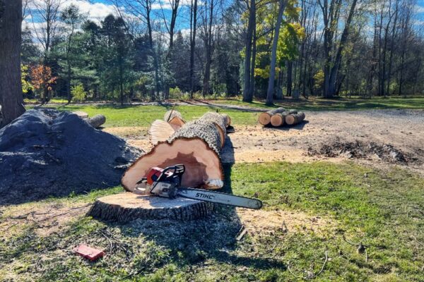 Stump-to-Lumber: felled giant (Photo: R.P. Murphy)