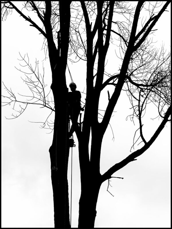 Aerial Arborist: Aaron Valachovic (Photo: R.P. Murphy)