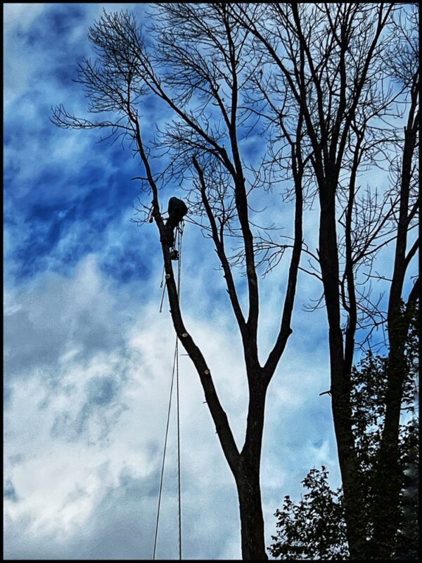 Aerial Arborist: Aaron Valachovic (Photo: R.P. Murphy)