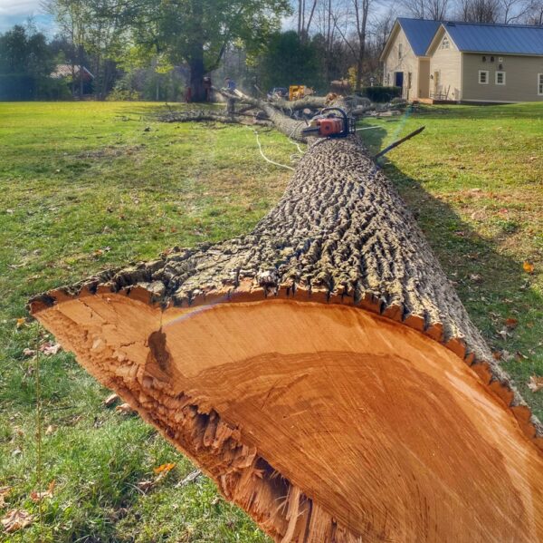 Fallen Giant (Photo: Aaron Valachovic)