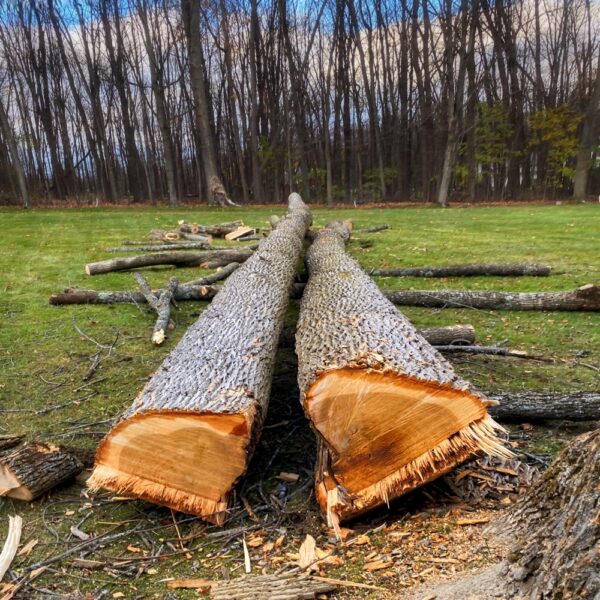 Fallen Giant (Photo: Aaron Valachovic)