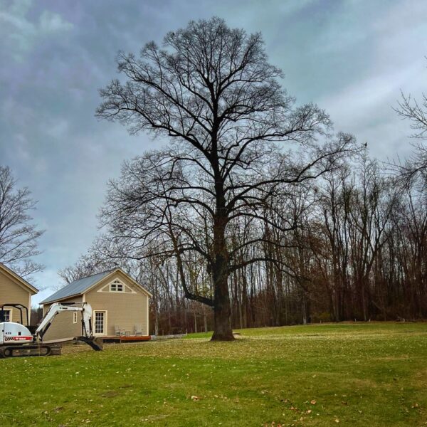 Lawn Cleared of Logs (Photo: R.P. Murphy)