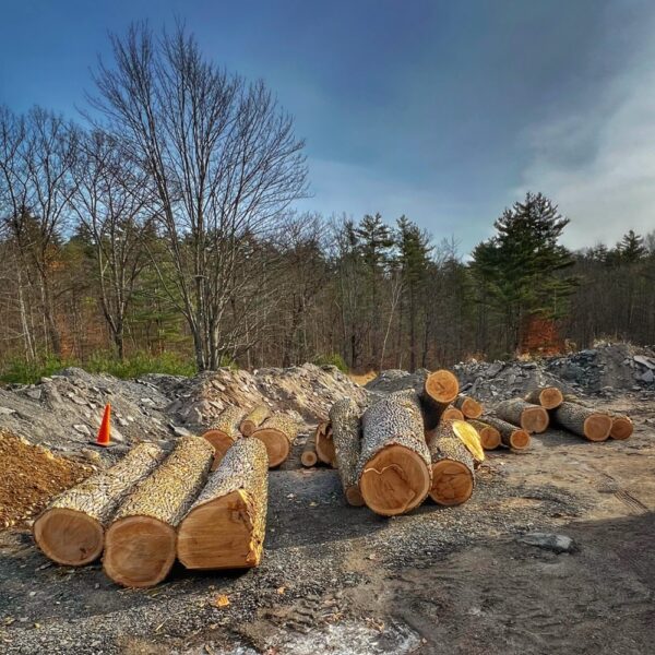 Logs Ready for Milling (Photo: R.P. Murphy)