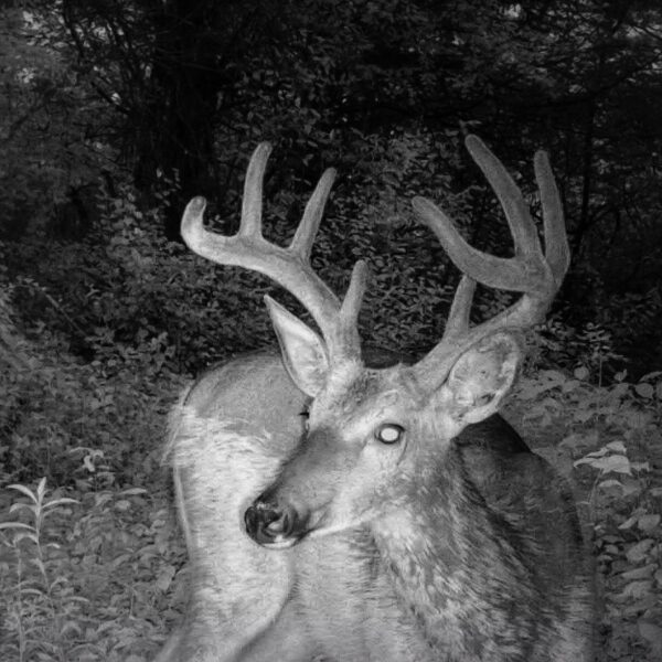 Rosslyn Reindeer? Rudolph?​! (Photo: Wildlife Cam)