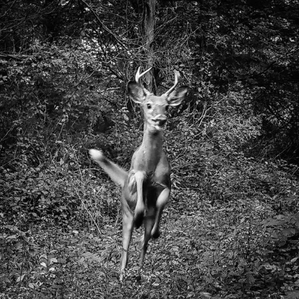 Rosslyn Reindeer? Prancer?​! (Photo: Wildlife Cam)