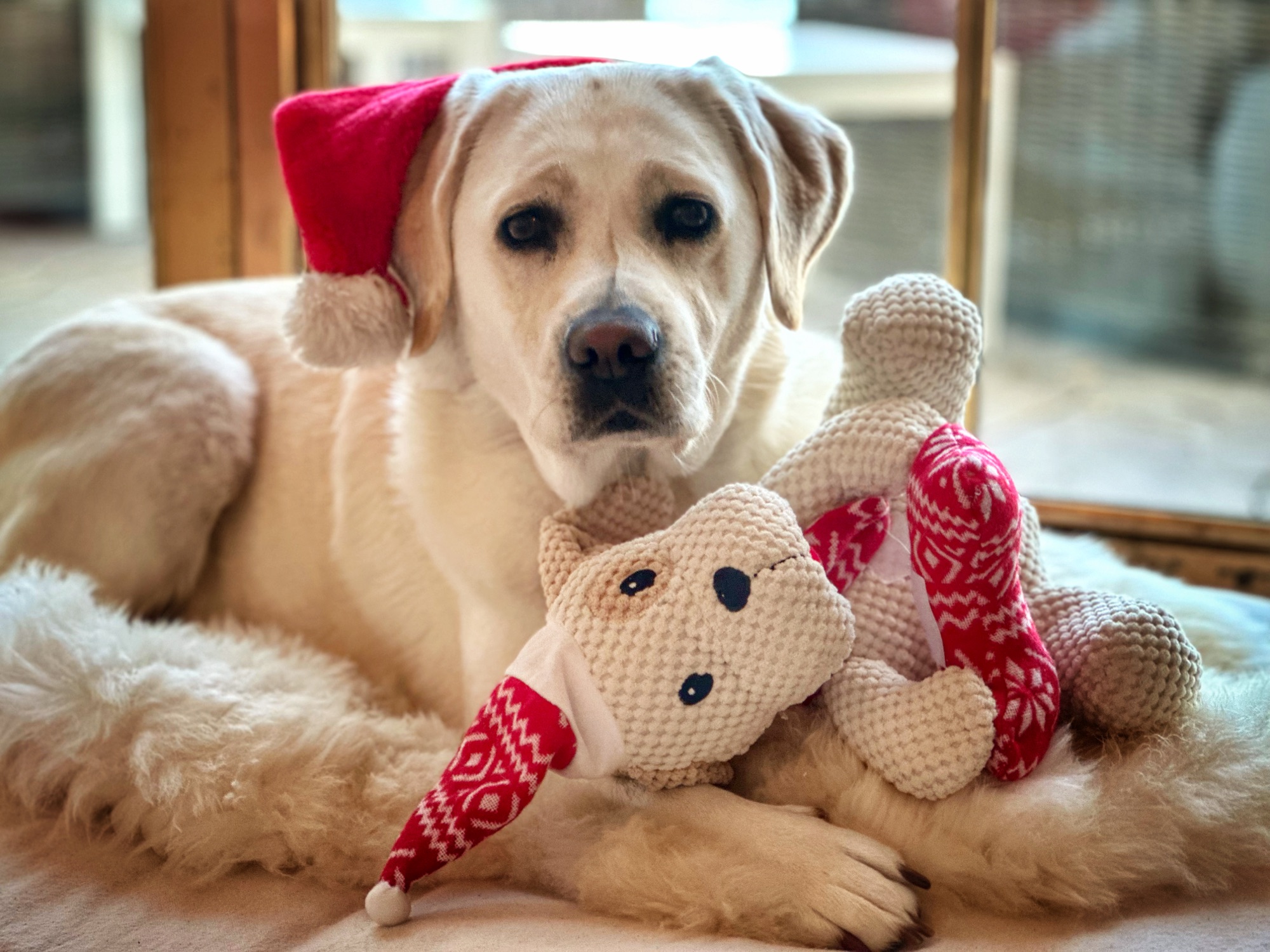 Christmas Carley (Photo: Susan Bacot-Davis)