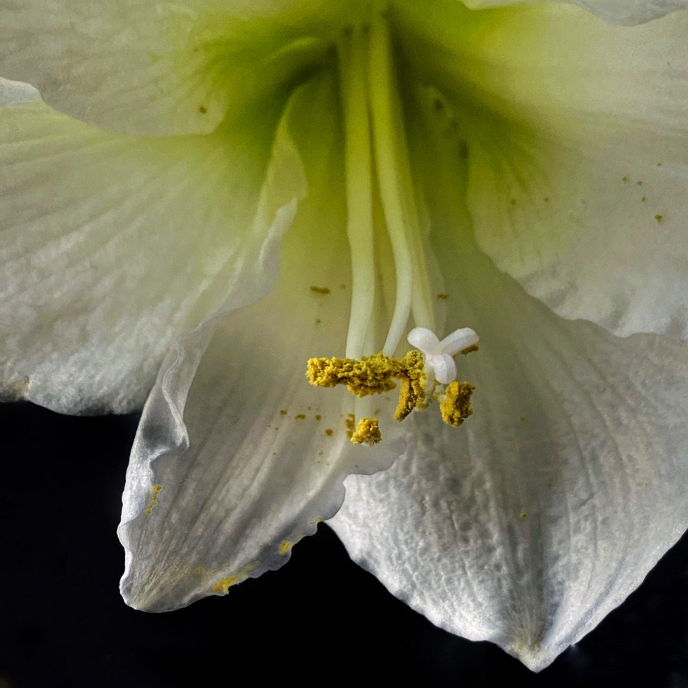 Carpe Amaryllis