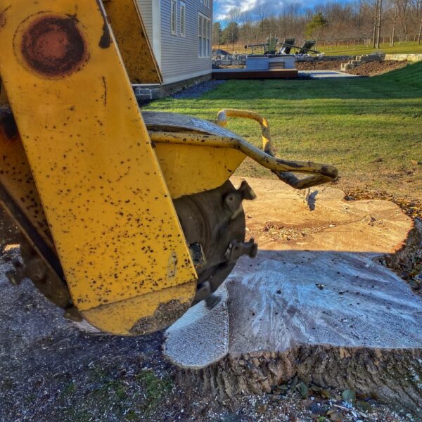 Stumping (Photo: R.P. Murphy)