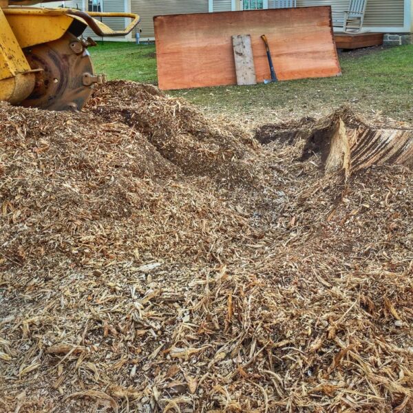 Shredded Stump (Photo: R.P. Murphy)