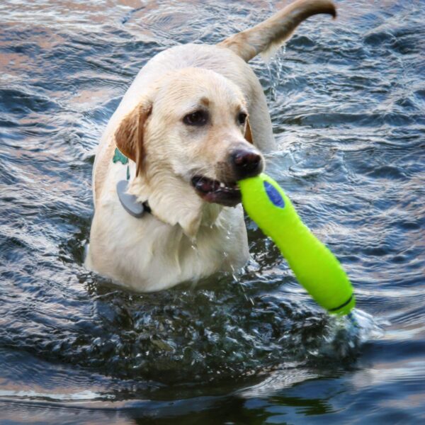 Griffin Loved to Play Daily (Photo: Geo Davis)​