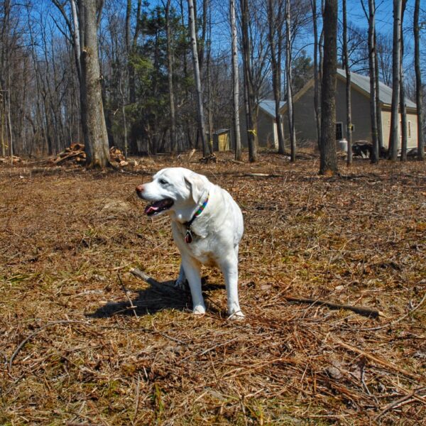 Tasha Behind Barns, April 2008 (Photo: Geo Davis)