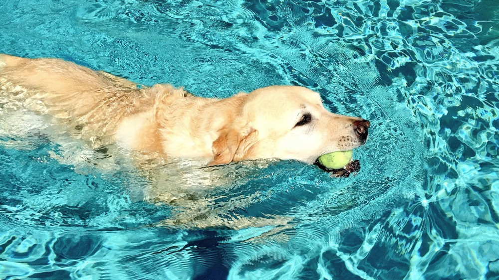 Griffin Swimming, June 2016 (Photo: Geo Davis)