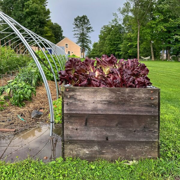 Gardening Glorious Greens, Er, Magentas (Photo: Geo Davis)