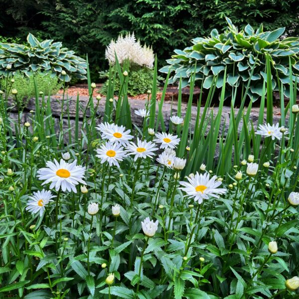 Shasta Daisies, Iris, Astilbe, Hosta, and Hemlock (Photo: Geo Davis)