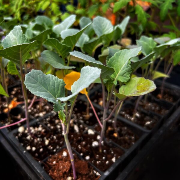 Baby Broccoli (Photo: R.P. Murphy)