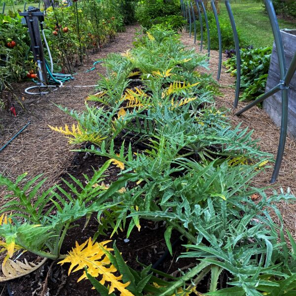 Gardening Artichokes (Photo: Geo Davis)