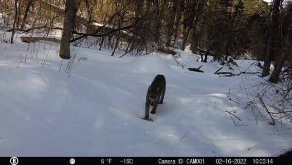 Library Brook Bobcat, February 16, 2022 (Photo: Rosslyn Wildlife Cam)